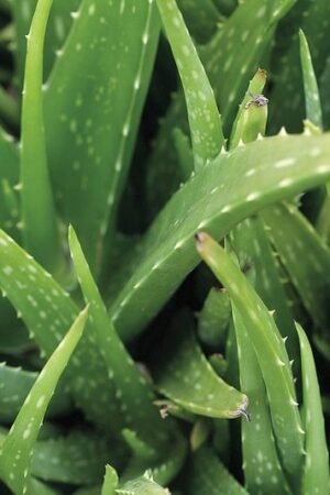 Aloe Vera (Ghritkumari) Powder