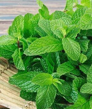 Mint (Pudina) Powder