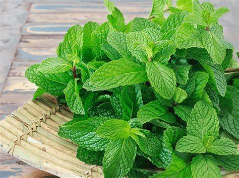 Mint (Pudina) Powder