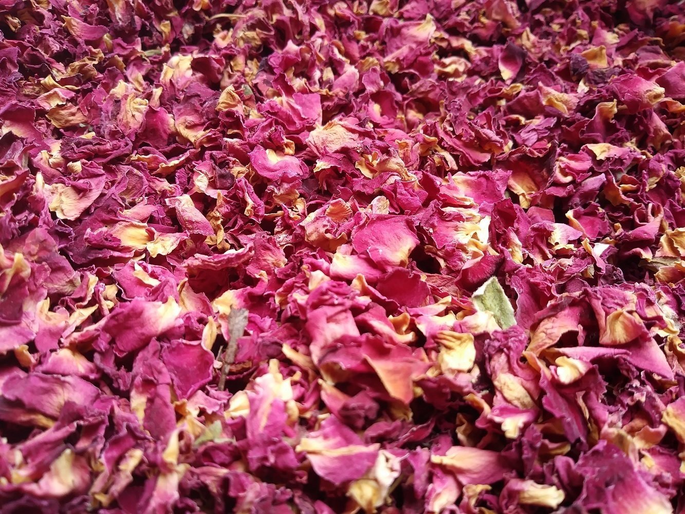 Rose (Gulaab) Powder