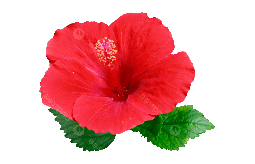 png-transparent-peppermint-mentha-spicata-herb-mint-leaf-mints-mint-candy-food-leaf-herbal (11)