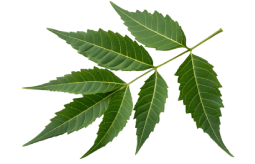 png-transparent-peppermint-mentha-spicata-herb-mint-leaf-mints-mint-candy-food-leaf-herbal (6)