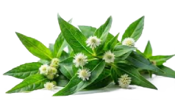 png-transparent-peppermint-mentha-spicata-herb-mint-leaf-mints-mint-candy-food-leaf-herbal (8)